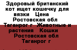 Здоровый британский кот ищет кошечку для вязки › Цена ­ 1 - Ростовская обл., Таганрог г. Животные и растения » Кошки   . Ростовская обл.,Таганрог г.